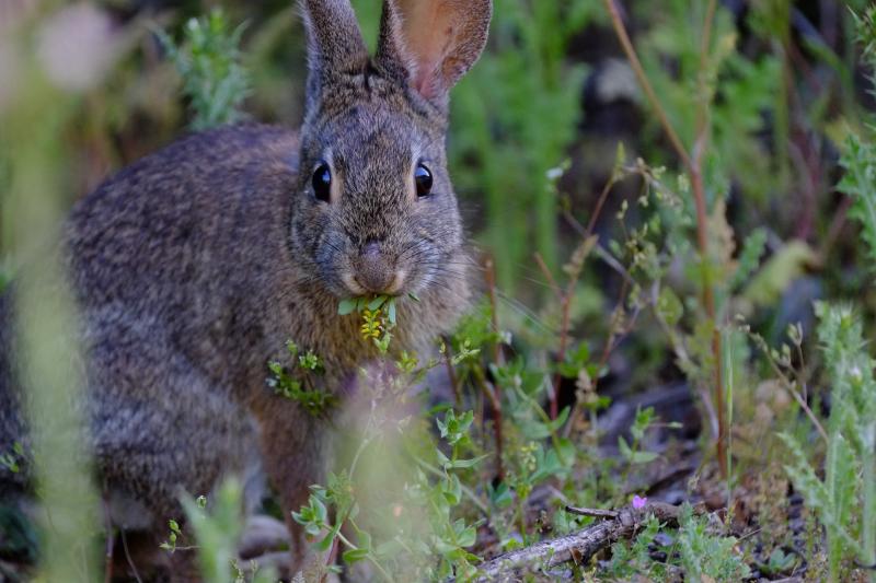 ウサギとノウサギ | 写真 ウサギとノウサギミッドペニンシュラ
